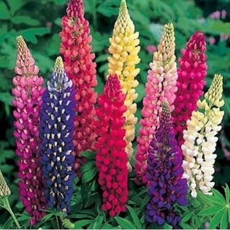 Lupine Russell Strain Mixture Nice Garden Flower 50 Seeds, Brown