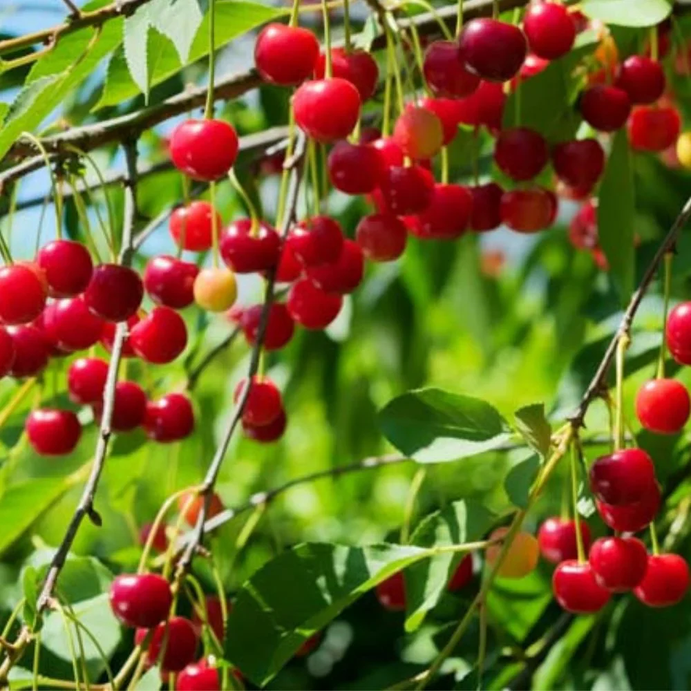 Expert Gardener 3-4 ft. tall North Star Fruiting Cherry Live Tree in 7-Gallon Grower Pot