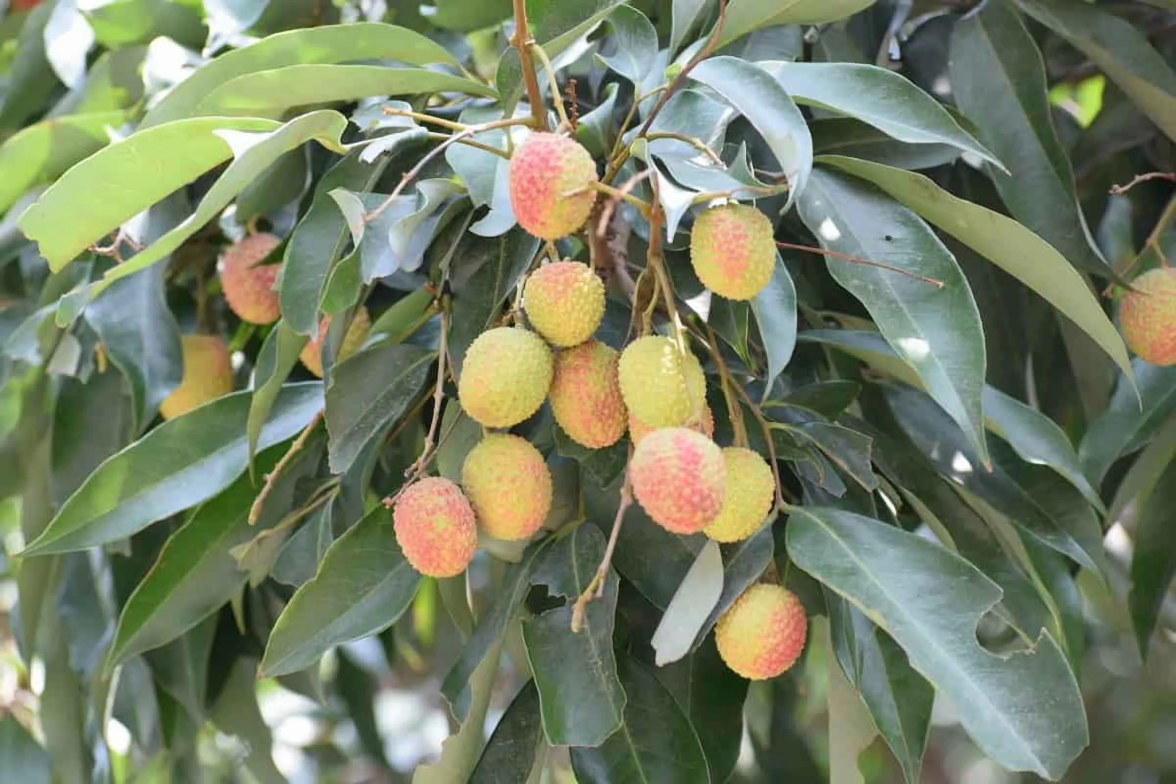 Sweetheart Lychee TREE Air Layered (3 - 4 Feet Tall). Ship to All States