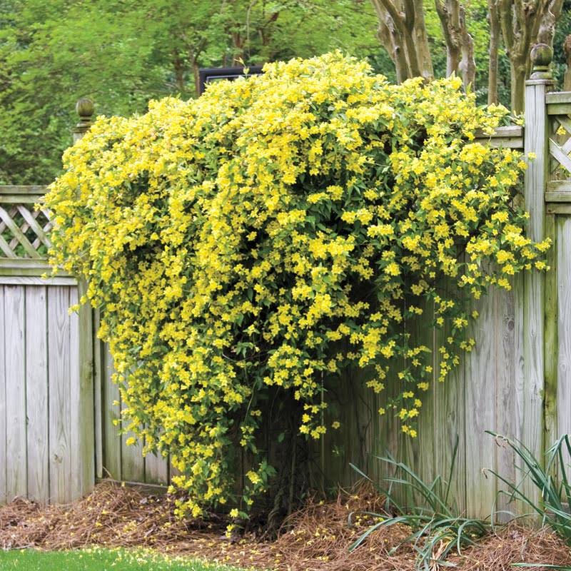 Hardy Carolina Jessamine | Zone 4-9 | Yellow | 8 - 10 Feet | Full Sun | Partial Shade
