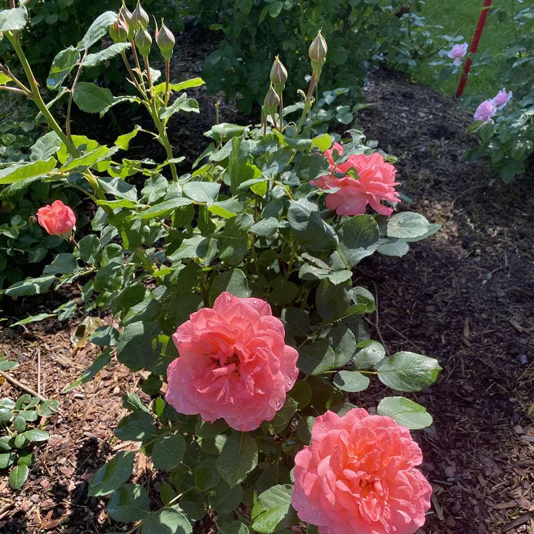 4.5 in. Quart, Reminiscent Coral Rose (Rosa), Live Plant, Shrub, Pink