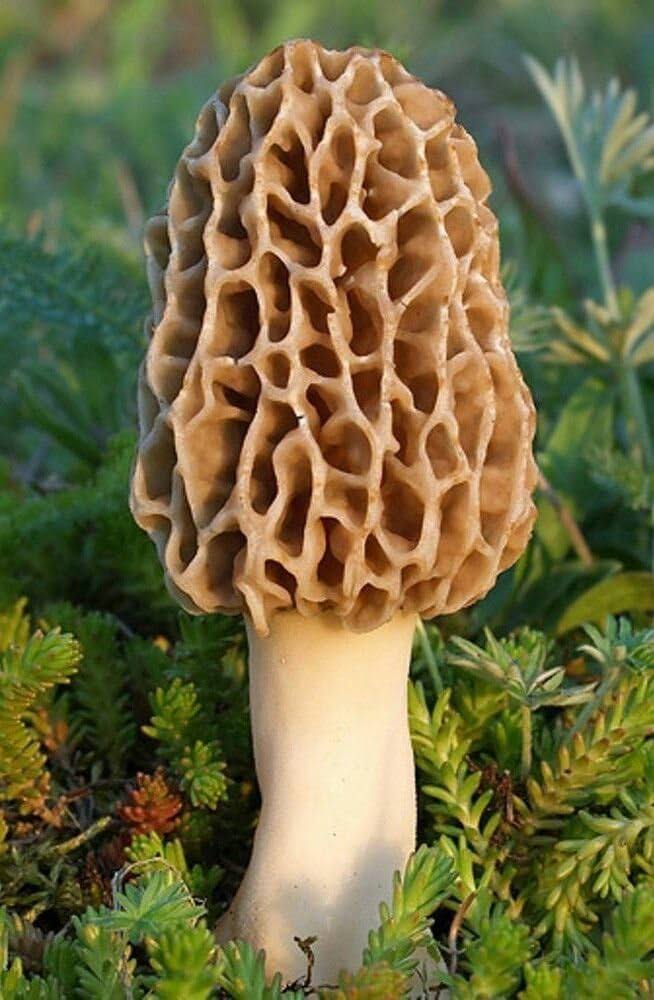 Morel Mushroom Spores in Sawdust Garden Seed Spore Kit from WV 5 Gallon Kit