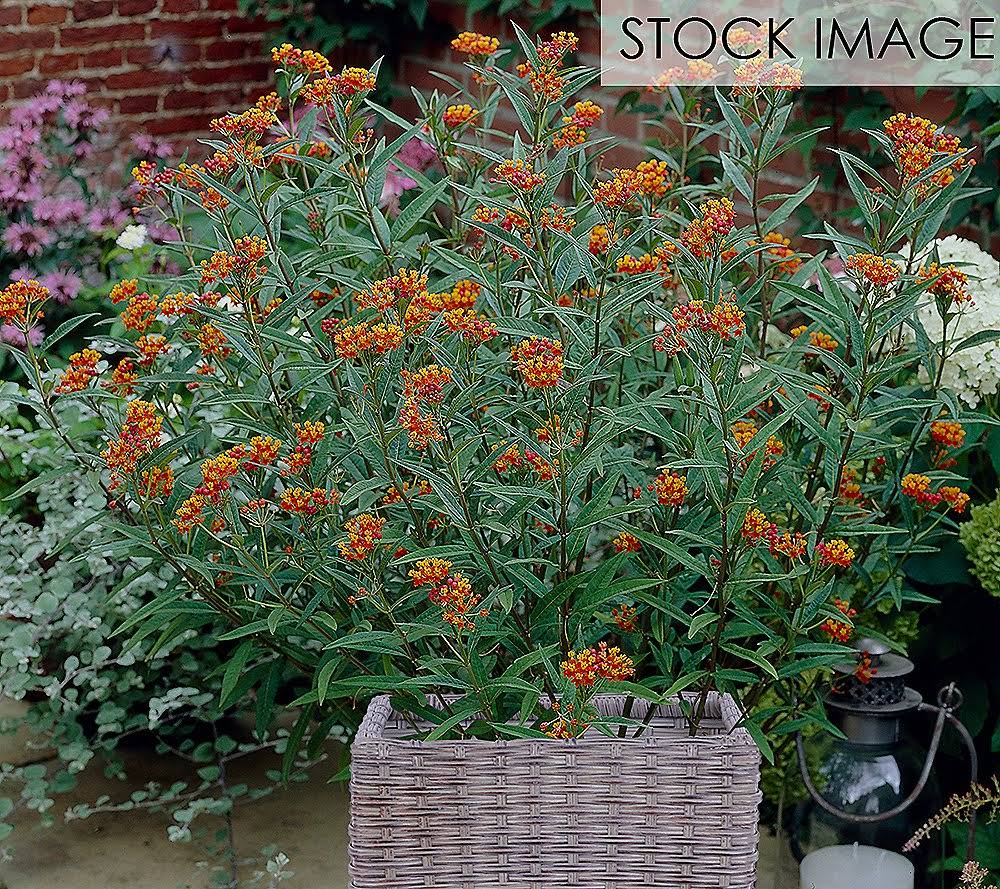 Van Zyverden Butterfly Milkweed Patio Kit with Rattan Planter