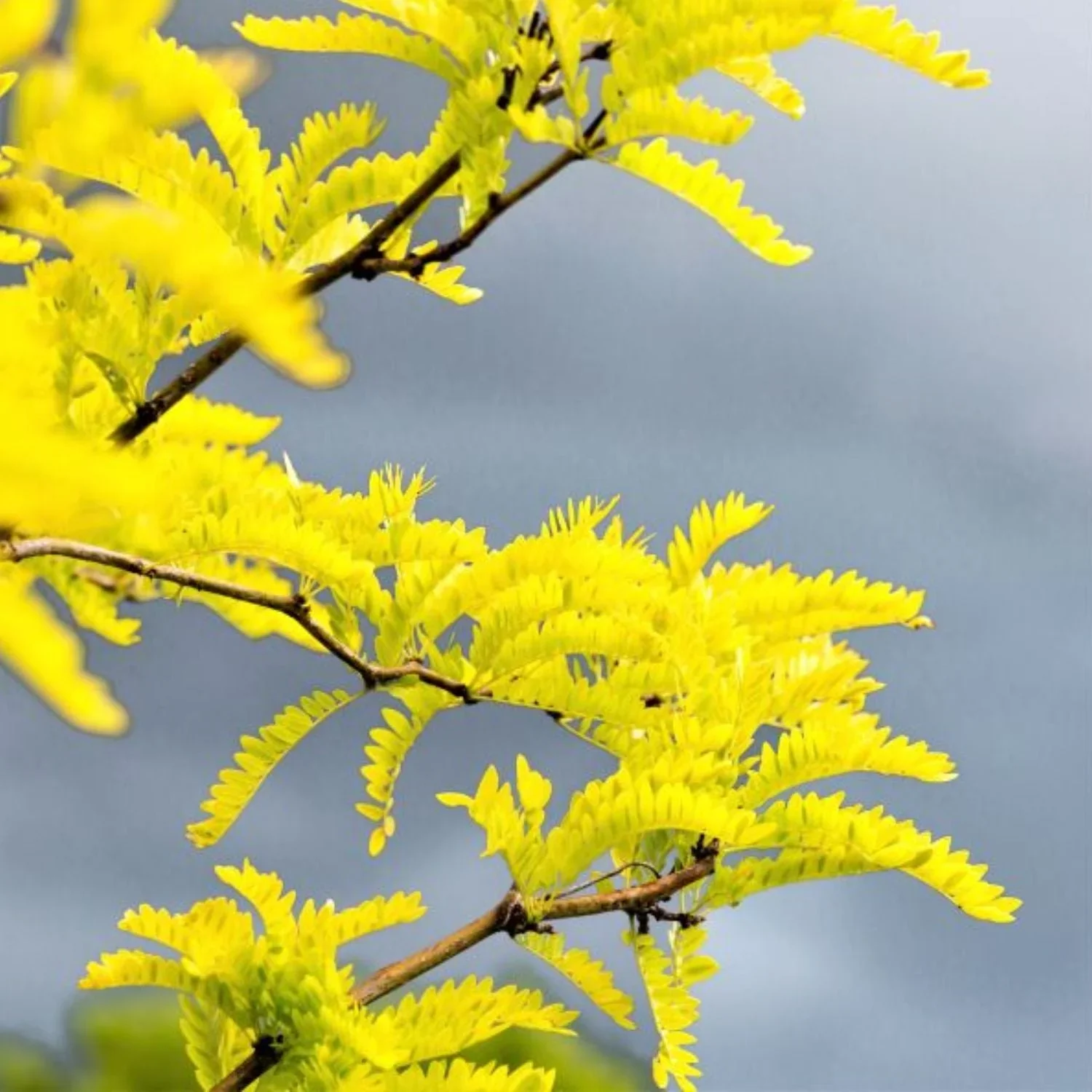 Expert Gardener 3-4' Golden Locust Tree in 7 gal. Grower Pot
