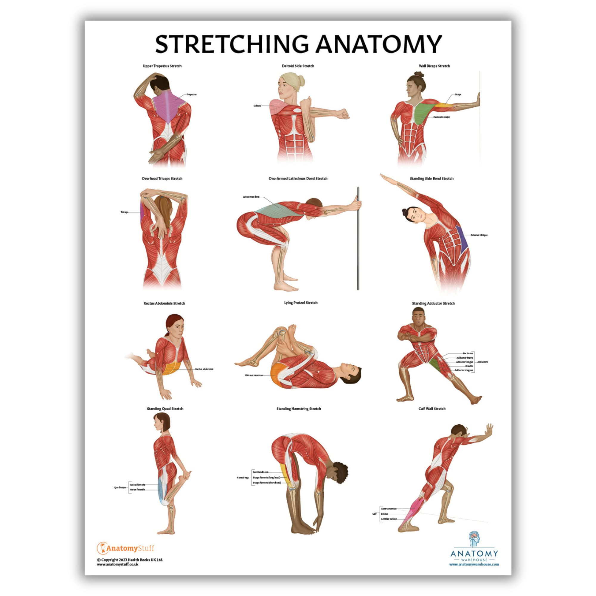 Anatomy Lab Stretching Laminated Poster