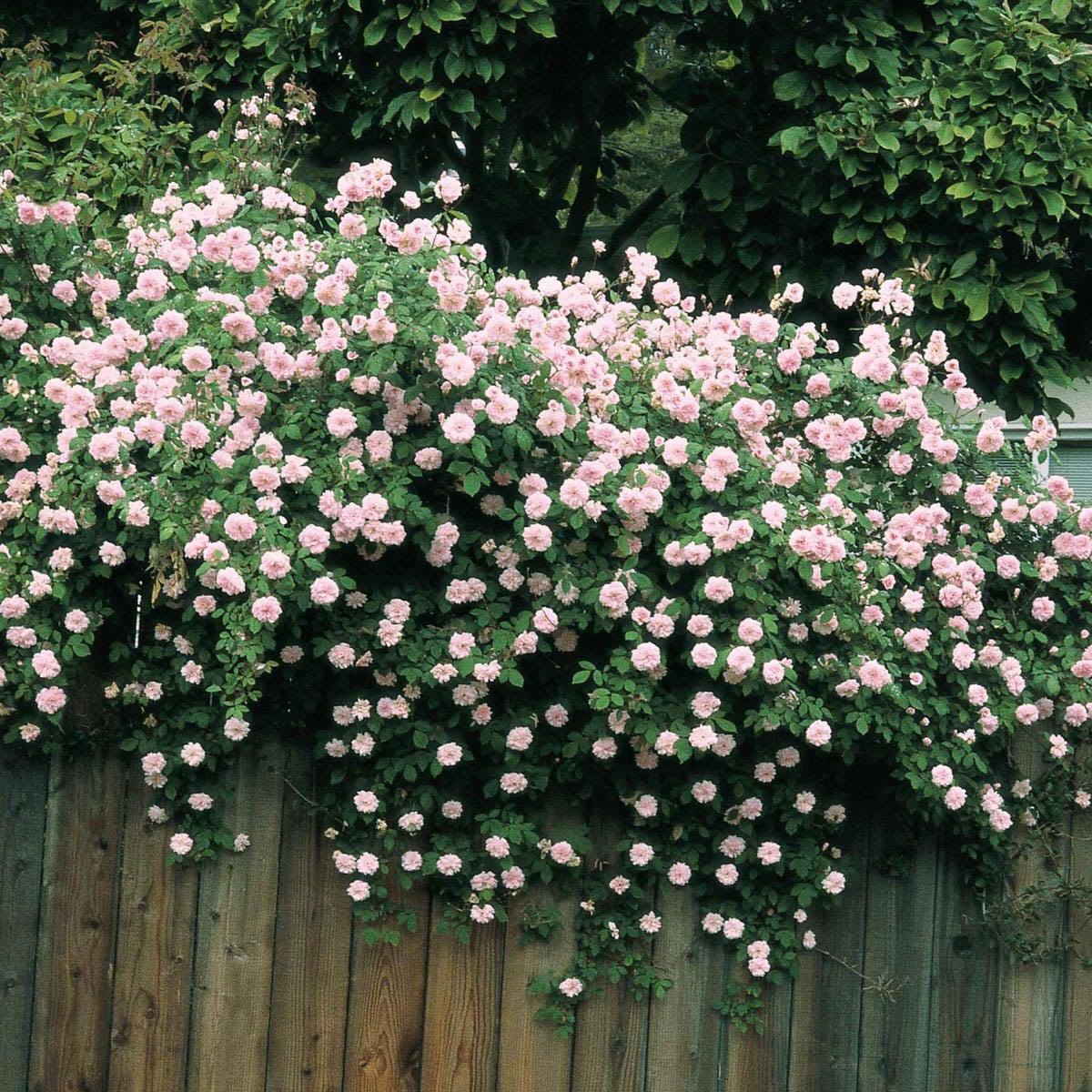 Spring Hill Nurseries 1 Pack in Bare Root Pink Flowering Cecile Brunner Climbing Rose | 86289