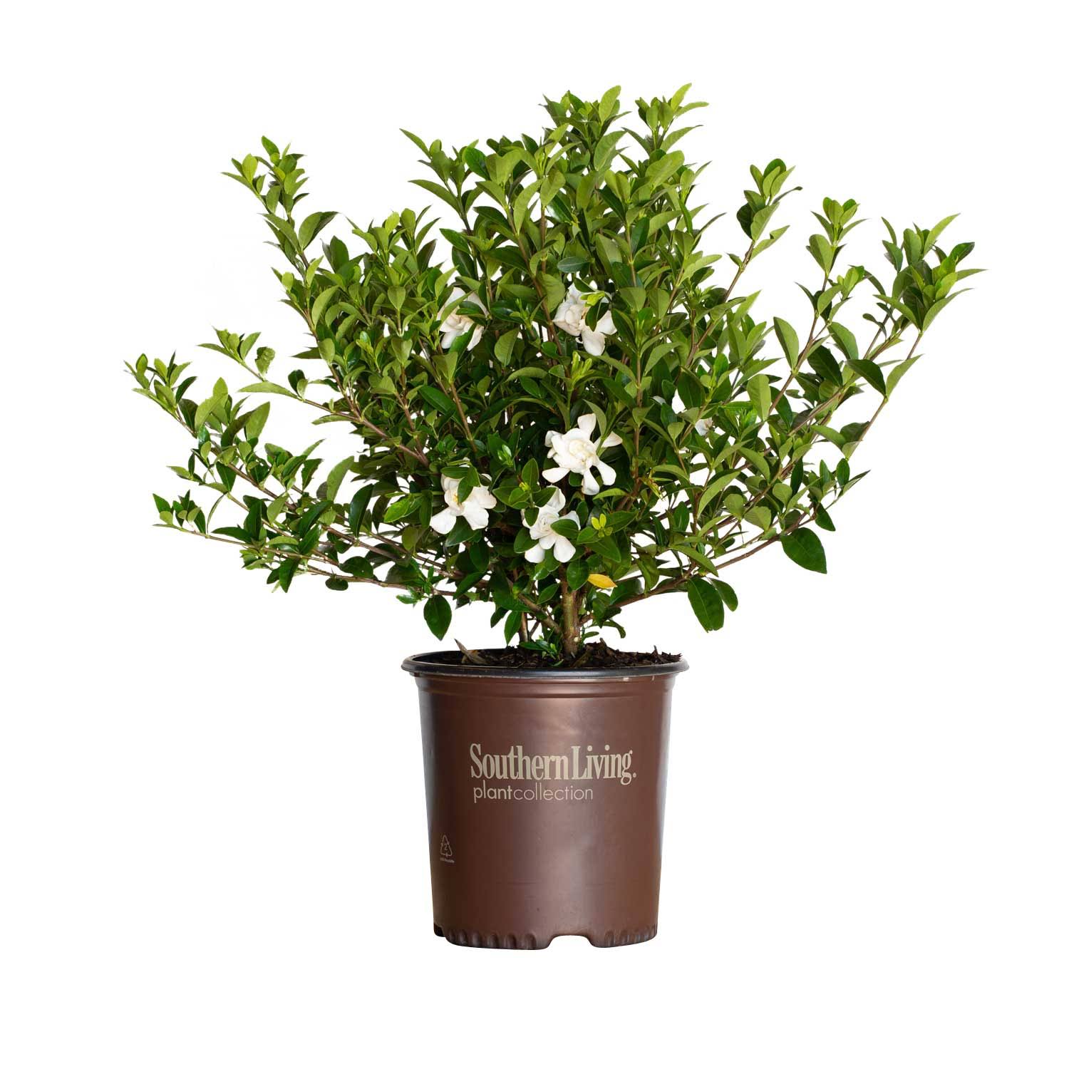 Jubilation Gardenia 2 Gallon