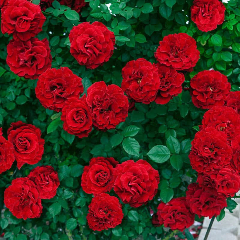 Lady in Red Climbing Rose | Zone 4-10 | Red | 8 - 10 Feet | Full Sun | Partial Shade