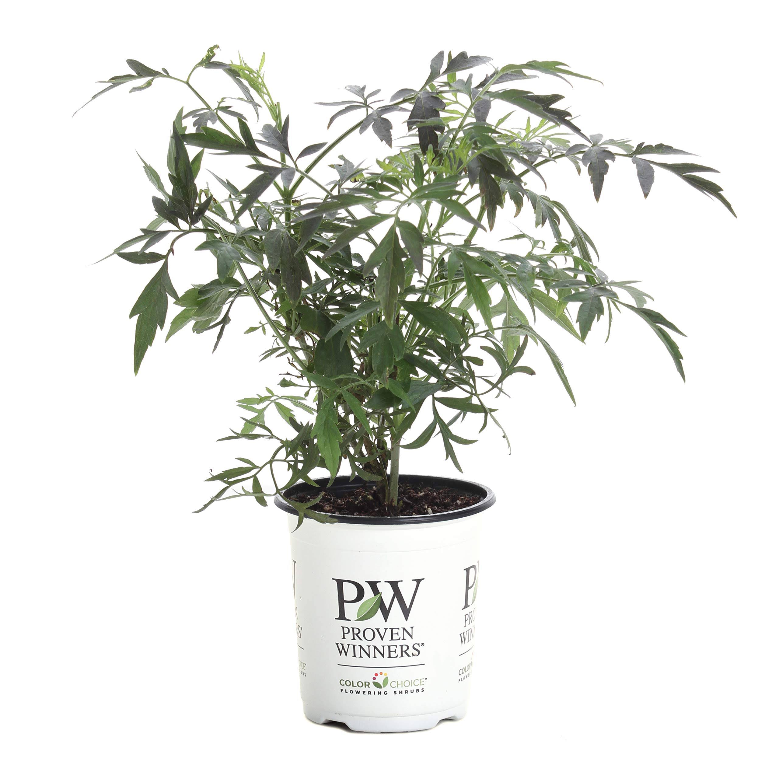 Proven Winners Black Lace Elderberry (Sambucus) Live Shrub, Pink Flowers, 4.5 in. Quart