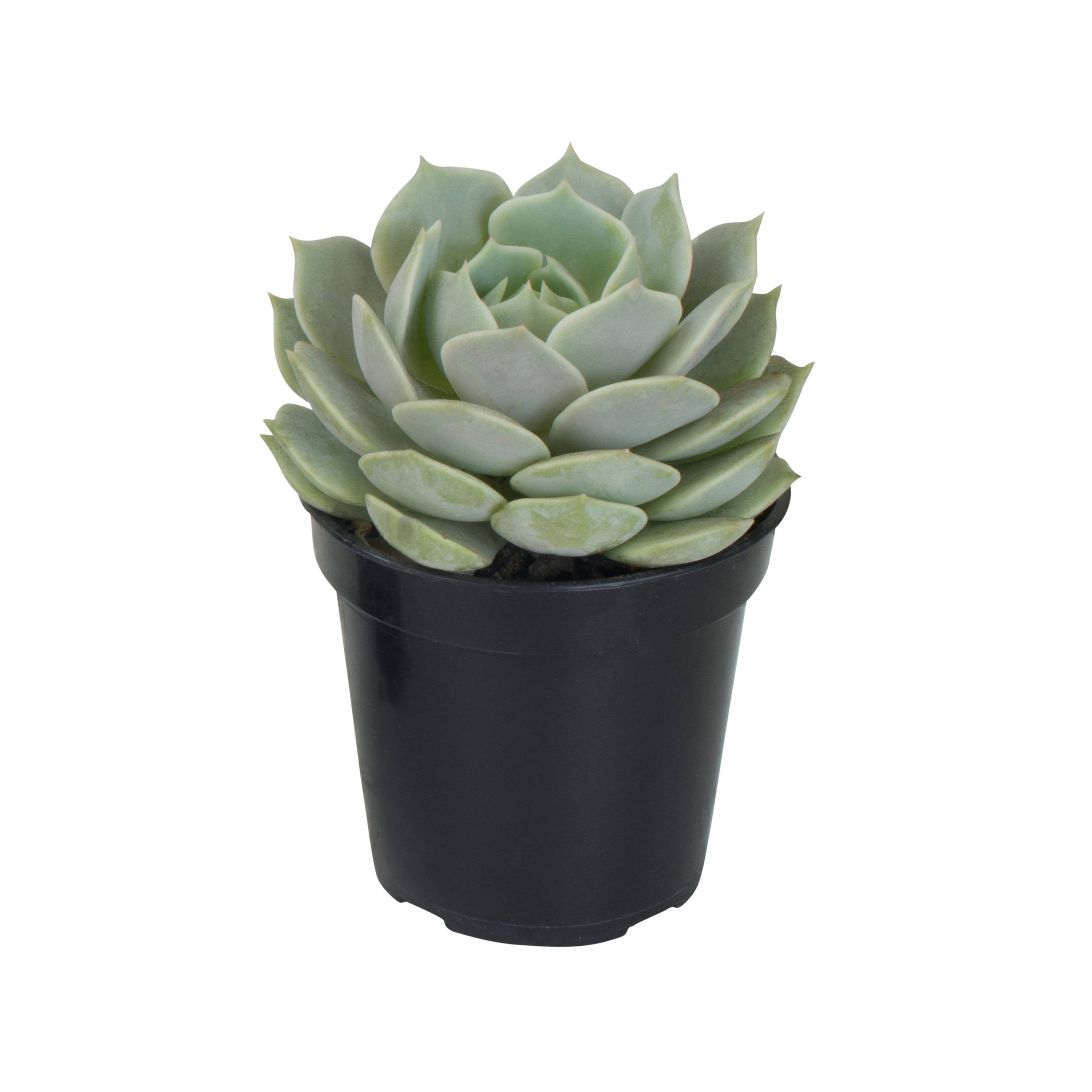 9cm Succulents