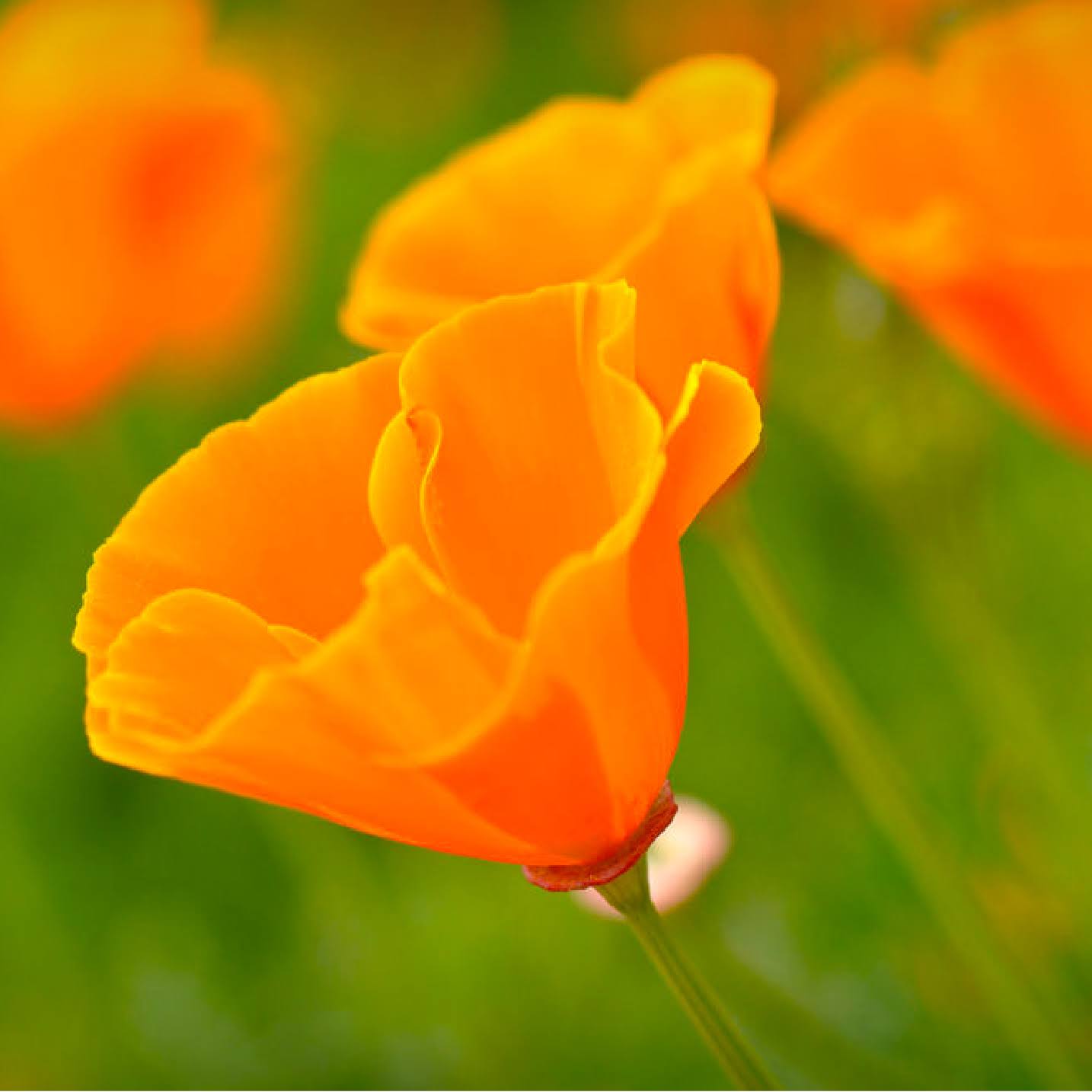 California Poppy Seeds - Over 20,000 Premium Native Wildflower Seeds - Eschscholtzia Californica California State Flower