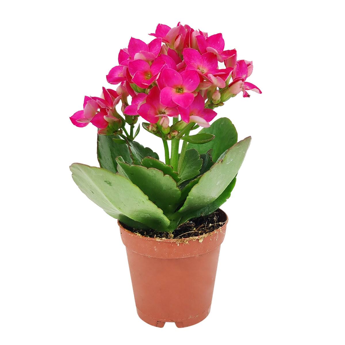 Kalanchoe blossfeldiana 'Calandiva Purple' | Houseplant Decor 2'' Pot / Grower Pot by Succulents Box