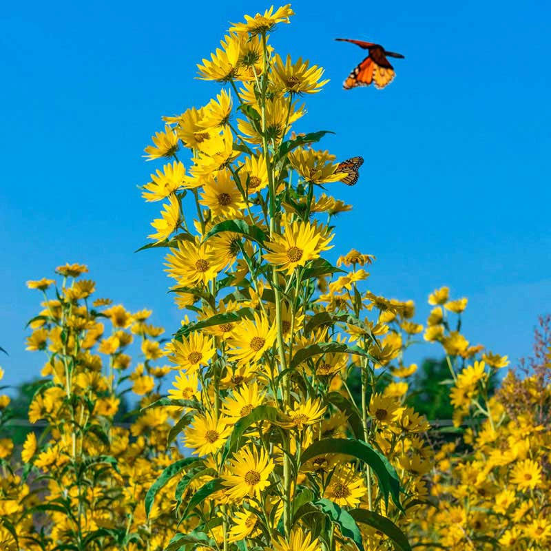 Maximillian Perennial Sunflower | Helianthus maximilliani | Zone 3-9 | Yellow | 36 - 120 Inches | Full Sun