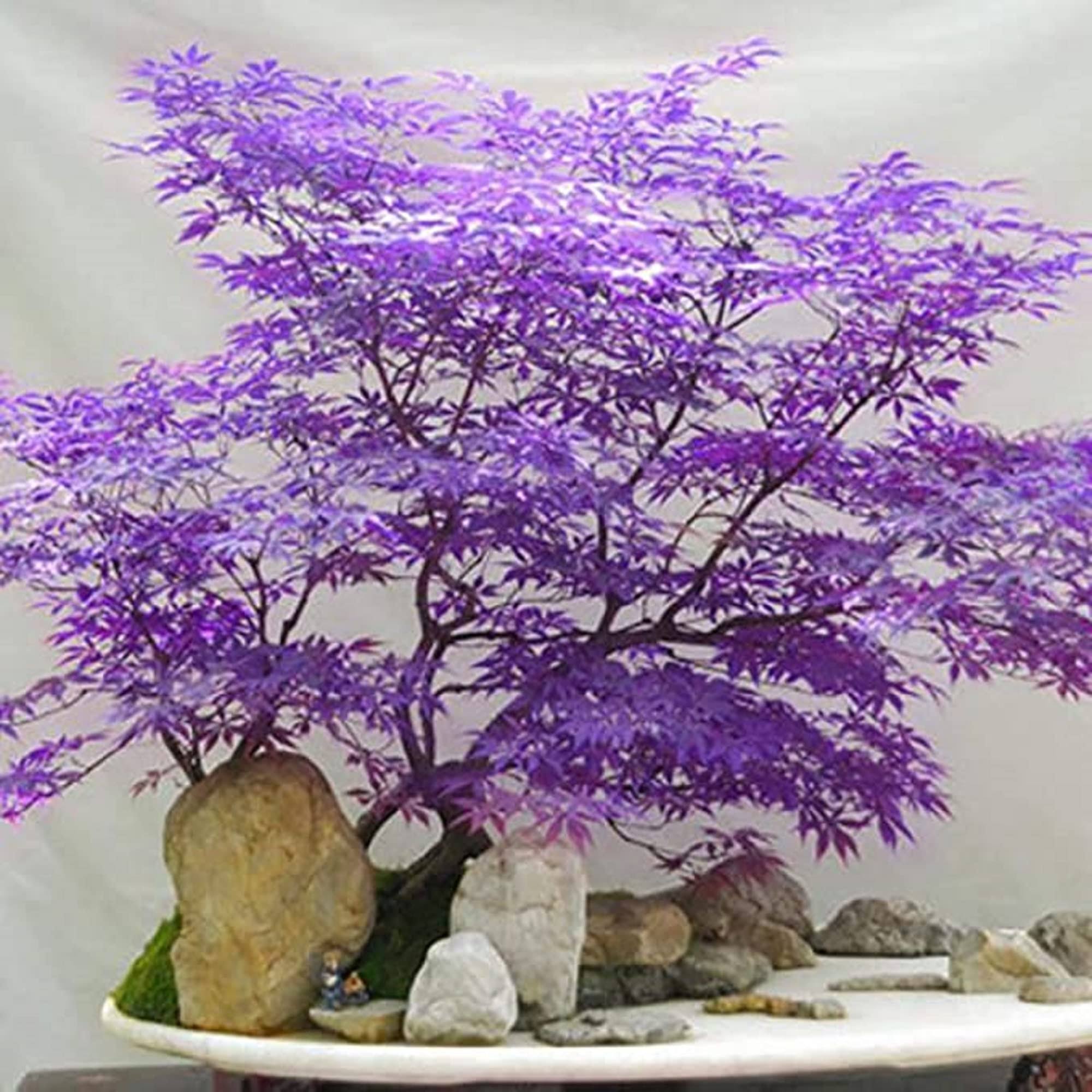 CHUXAY Garden Ghost Purple Maple,Acer Palmatum,Japanese Maple Tree 30 Seeds Rare Color Tree Hardy Deciduous Shrub Striking Landscaping Plant Decor