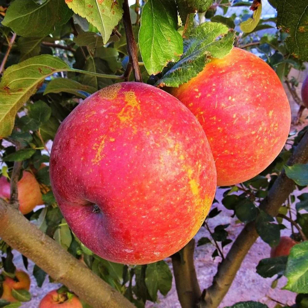 Expert Gardener 3 - 4 Ft. Tall Melrosé Apple Live Tree in 7 - Gallon Grower Pot