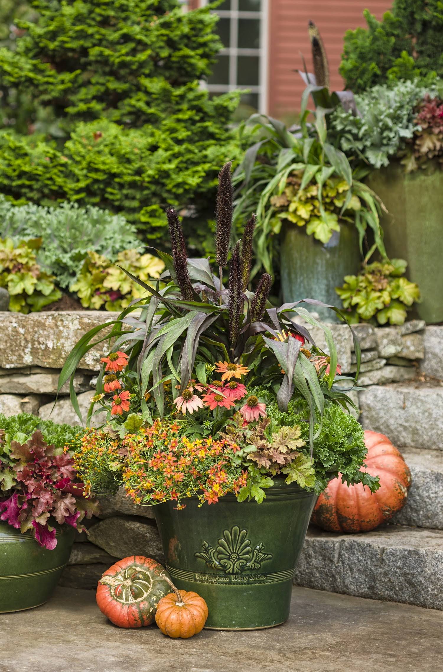 4.5 in. Quart Primo Mahogany Monster Coral Bells (Heuchera) Live Plant, Cream Flowers and Mahogany Red Foliage