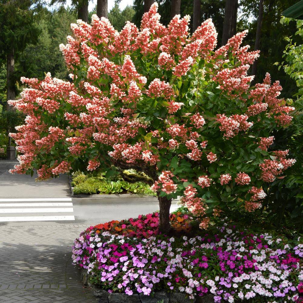 8 in. Hydrangea Tree Quick Fire in Grower Container (1-Piece)