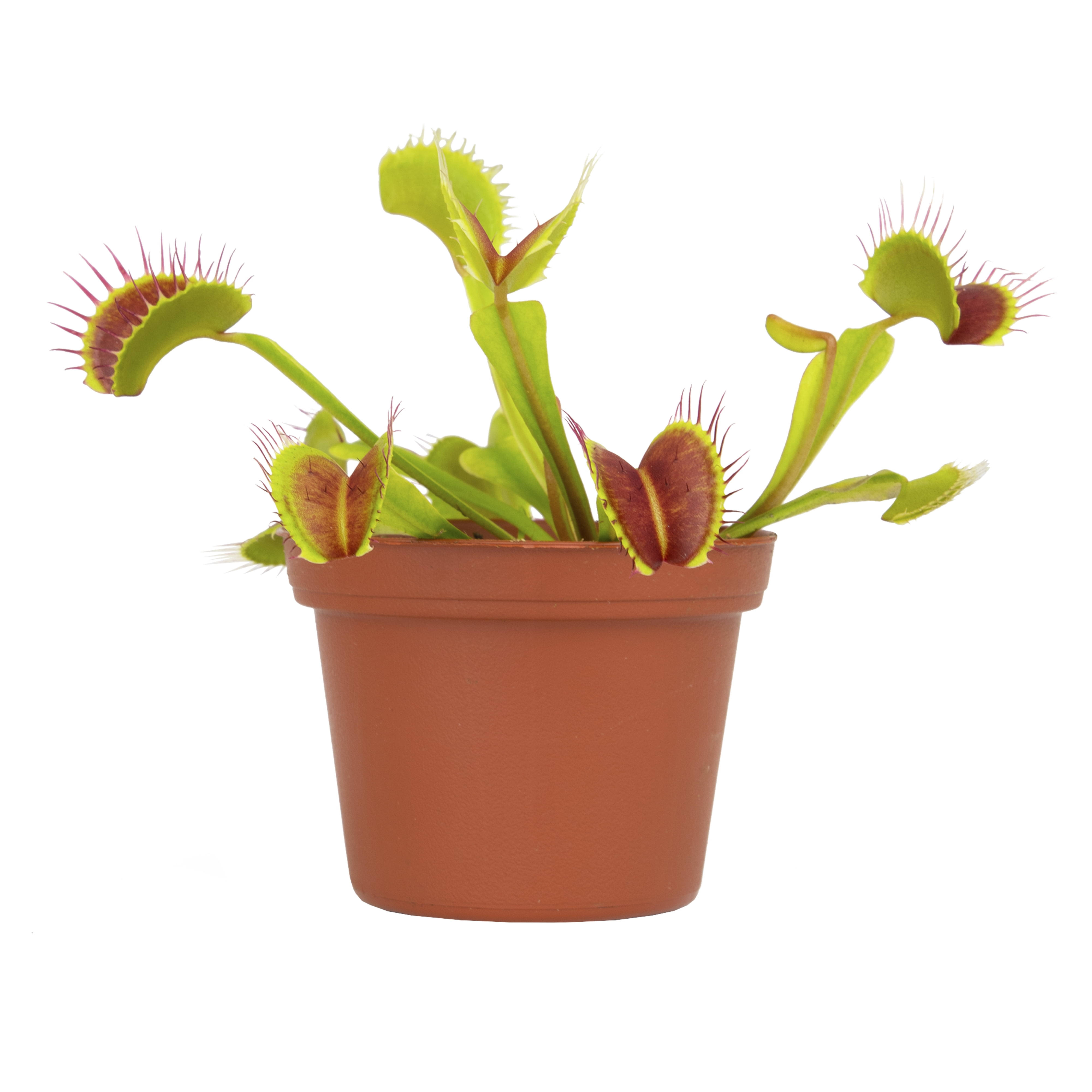 Altman Plants 3.5