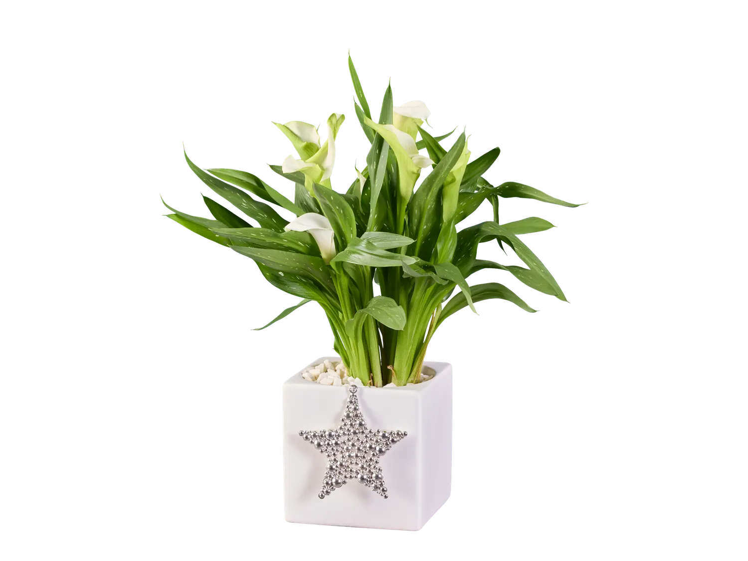 Calla en pot cramique