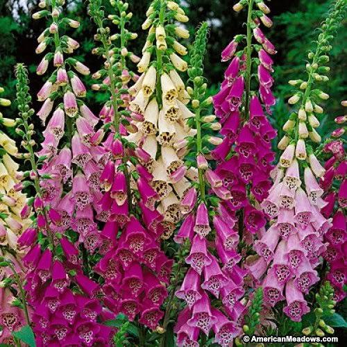 8,000 Foxglove Mix Seeds Digitalis Purpurea - by Seeds2Go