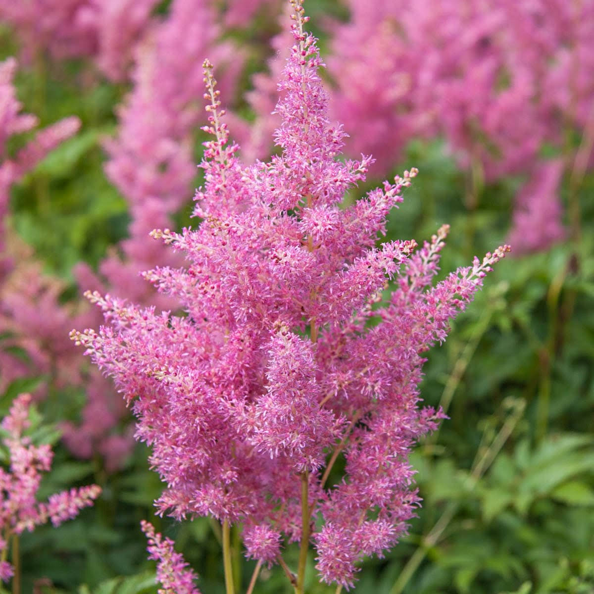 Pink Flowering Astilbe Perennial Mixture, Dormant Bare Root Plants, (6-pack)