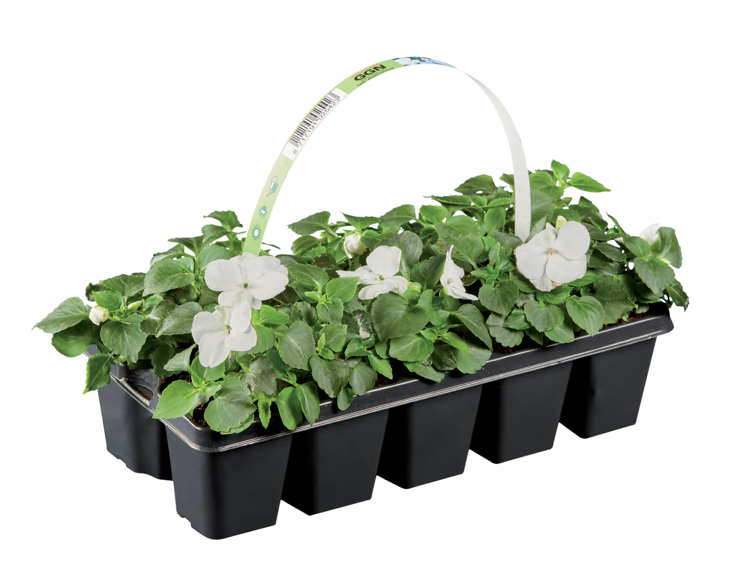 Plantes  massif