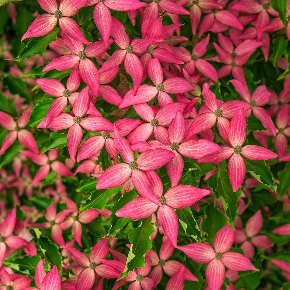 Scarlet Fire Dogwood Dormant Starter Bare Root Flowering Tree, 1-Pack, Size: 5 in