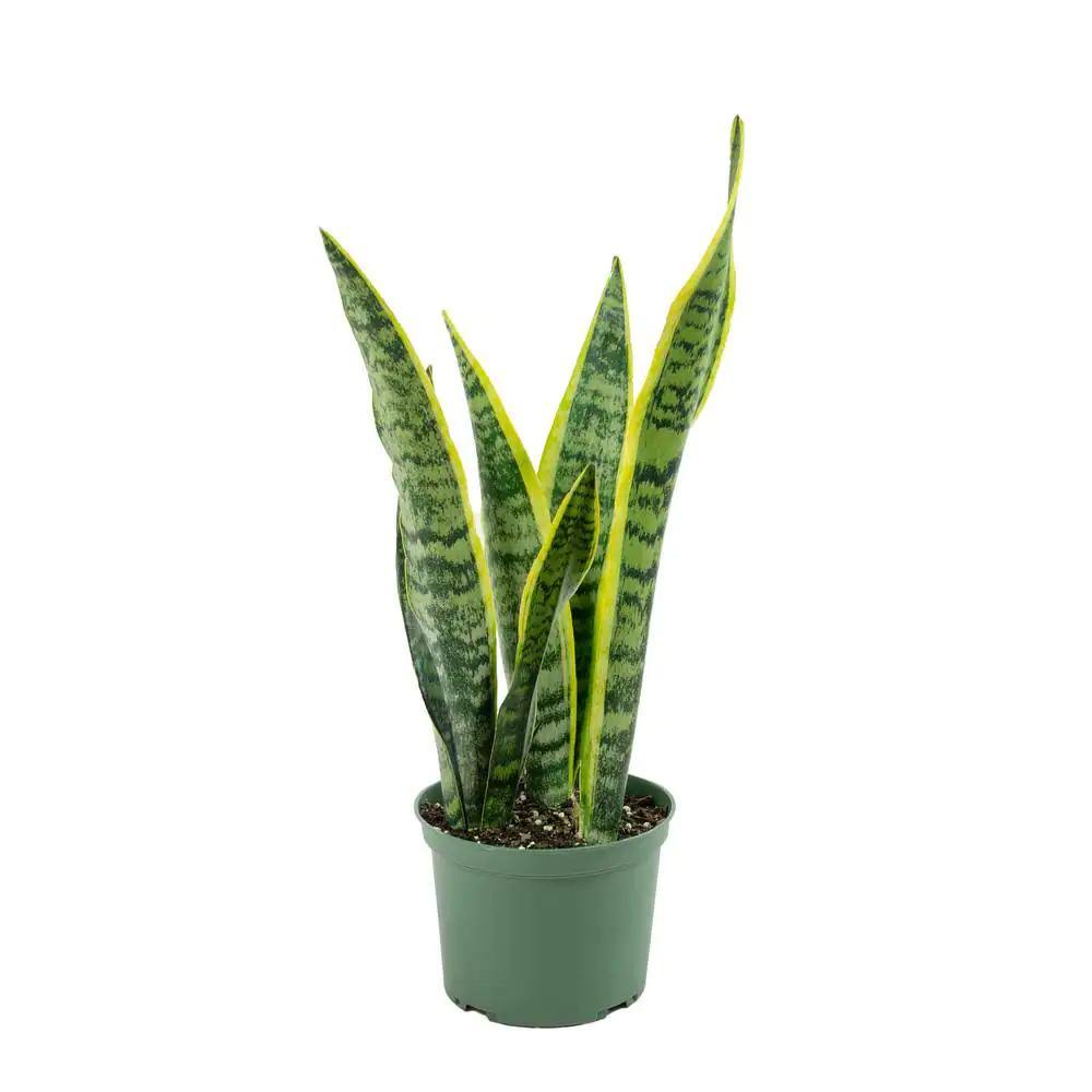 6 in. Snake Plant 'Laurentii' Sansaveria Plant in Black Pot