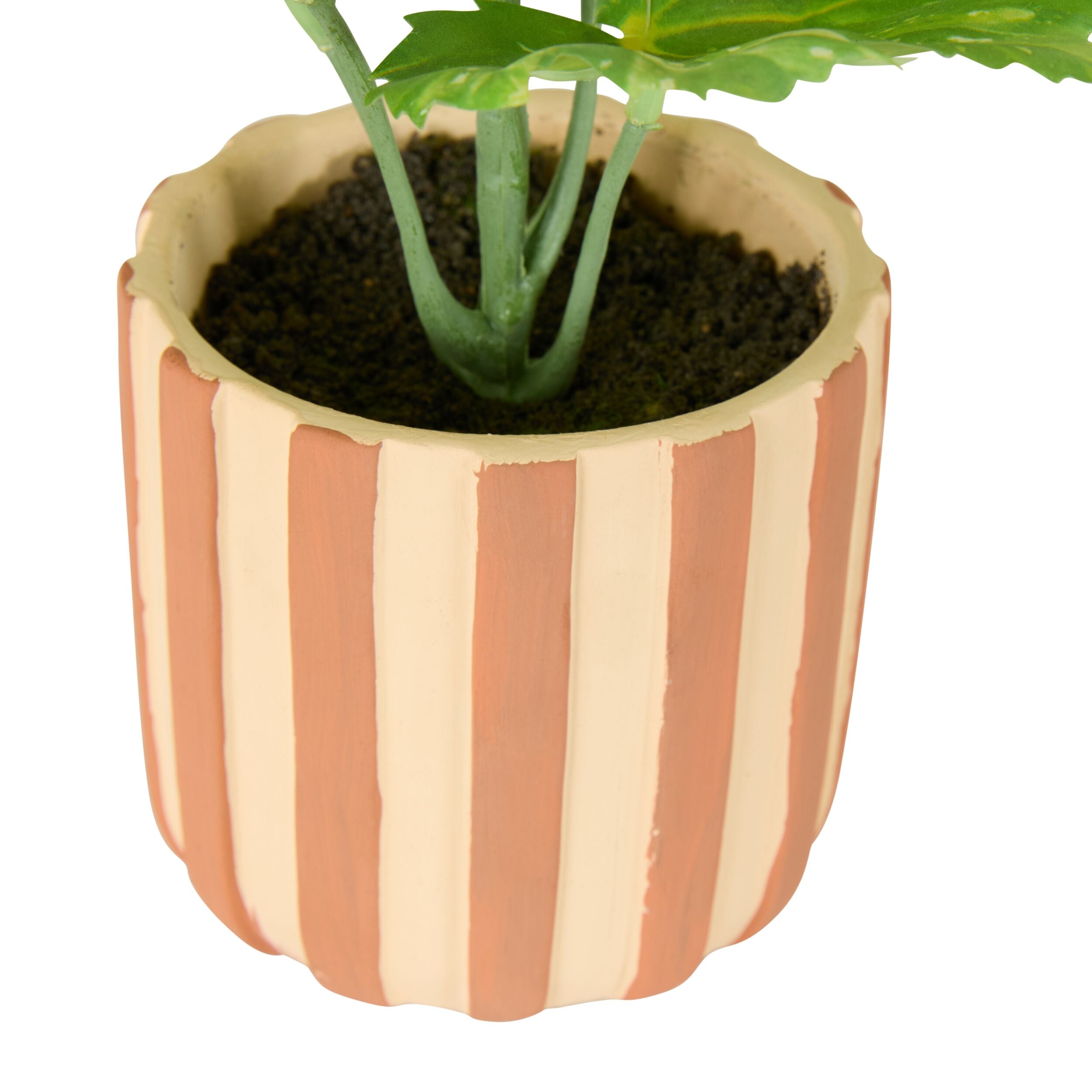 Folia Begonia in Striped Ceramic Pot