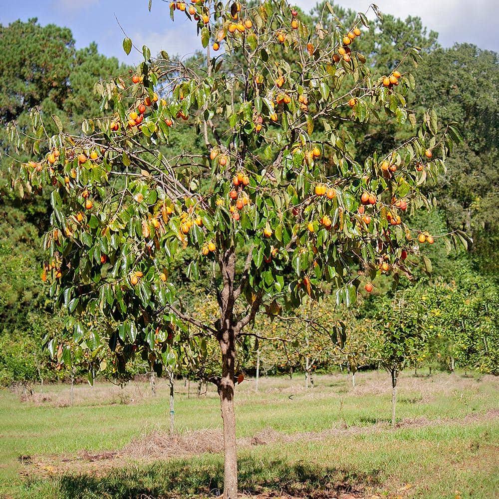 5 gal. Saijo Persimmon Tree