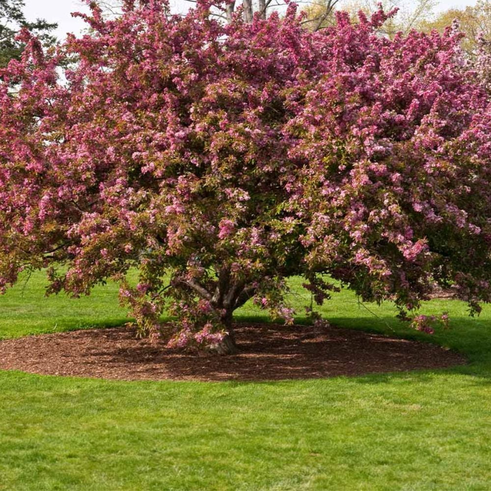 Expert Gardener 3-4 ft. tall Centurion Crabapple Live Tree in 7-Gallon Grower Pot