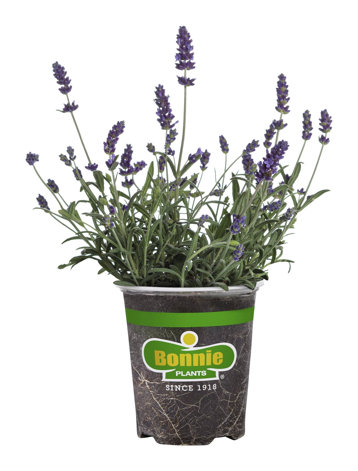 Bonnie Plants Lavender, Size: 19.3 oz, Multicolor