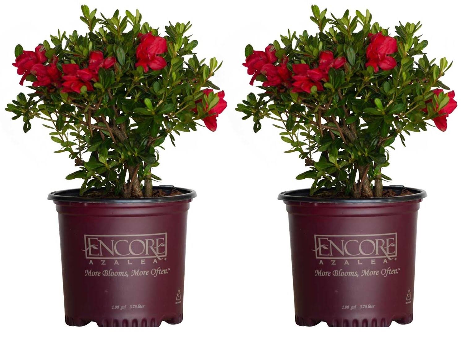 Encore Azalea Red Autumn Bonfire Azalea Flowering Shrub in 1-Gallon Pot 2-Pack | 80371-2