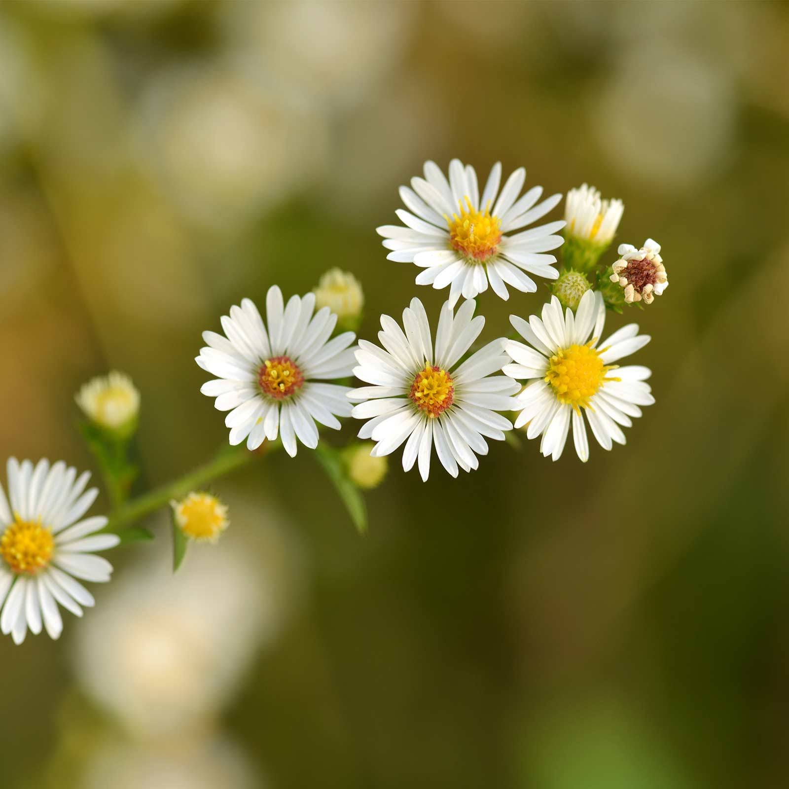 Roman Chamomile Herb Garden Seeds - 1 oz - Non-GMO, Heirloom Herbal Gardening & Microgreens - Anthemis Nobilis