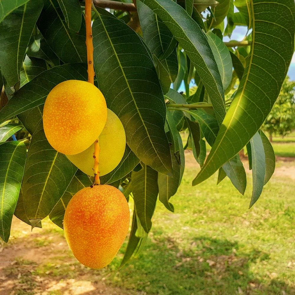 Alphonso Mango GRAFTED Tree (2 - 5 Feet Tall). Ship to All States