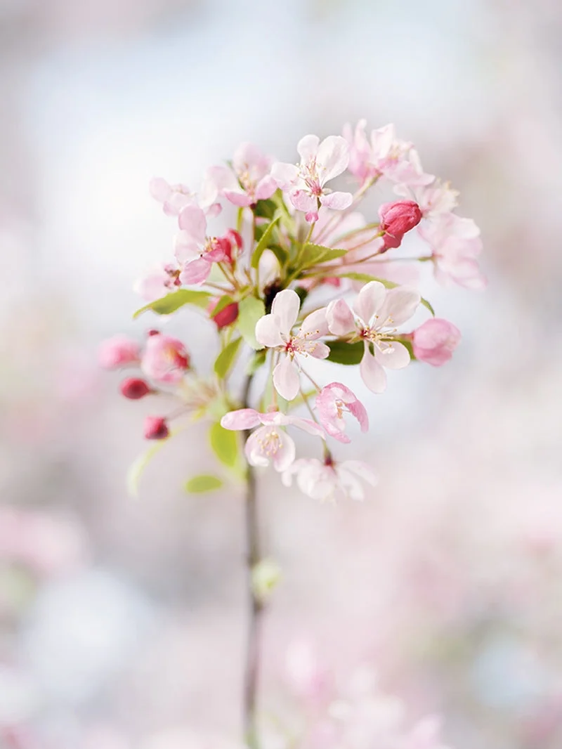 Expert Gardener 3-4 ft. tall Floribunda Crabapple Live Tree in 7-Gallon Grower Pot