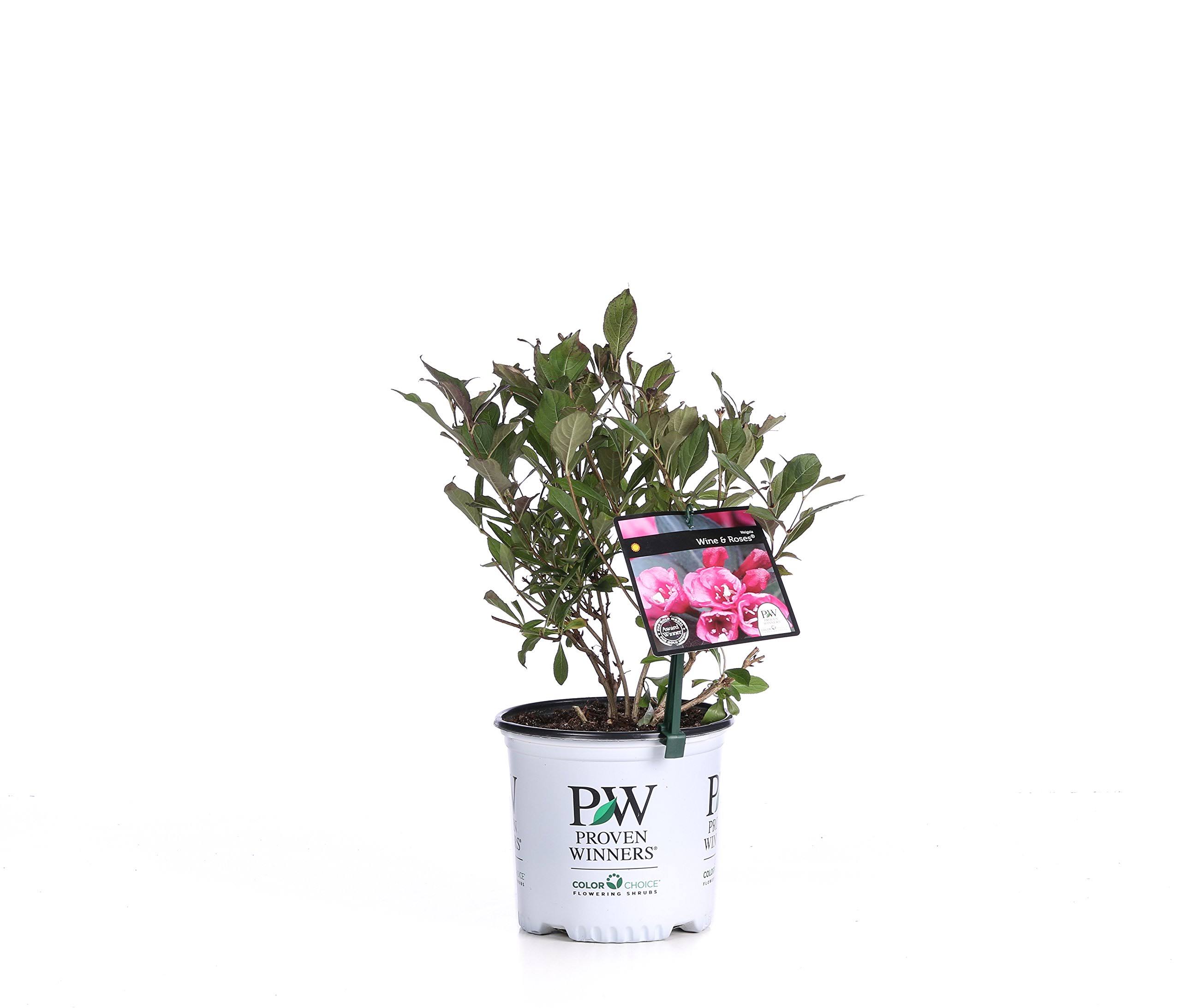 Proven Winners Wine & Roses Reblooming Weigela (Florida) Live Shrub, Pink Flowers and Dark Purple Foliage, 1 Gallon