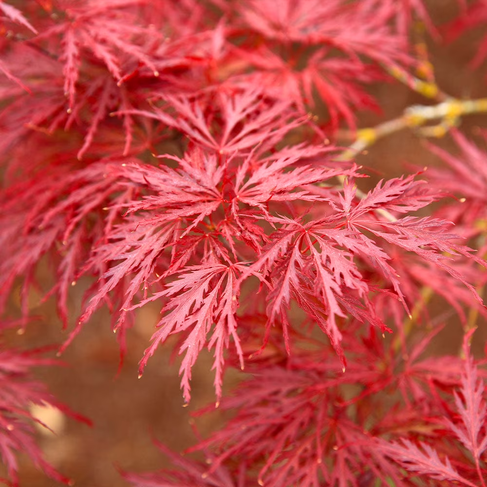 Red Dragon Japanese Maple Tree, 1-2 ft. No Shipping To AZ(1-2 ft.) - Image 2
