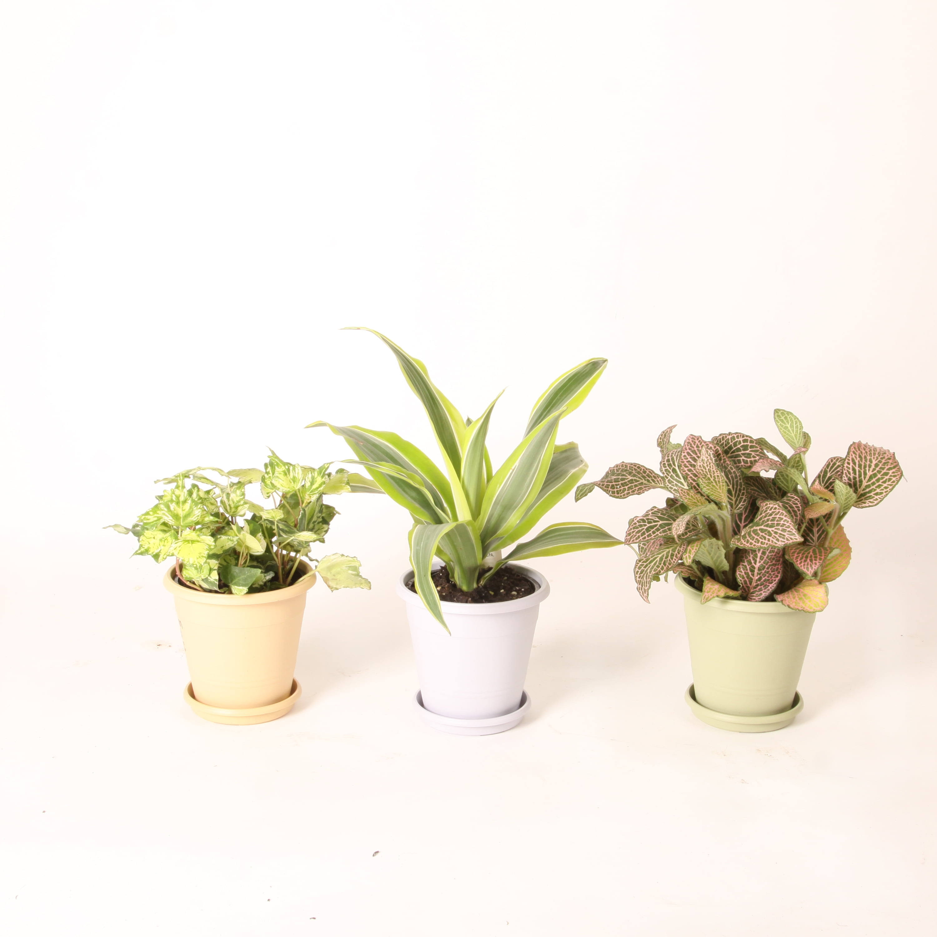 Costa Nursery Farms 4.4