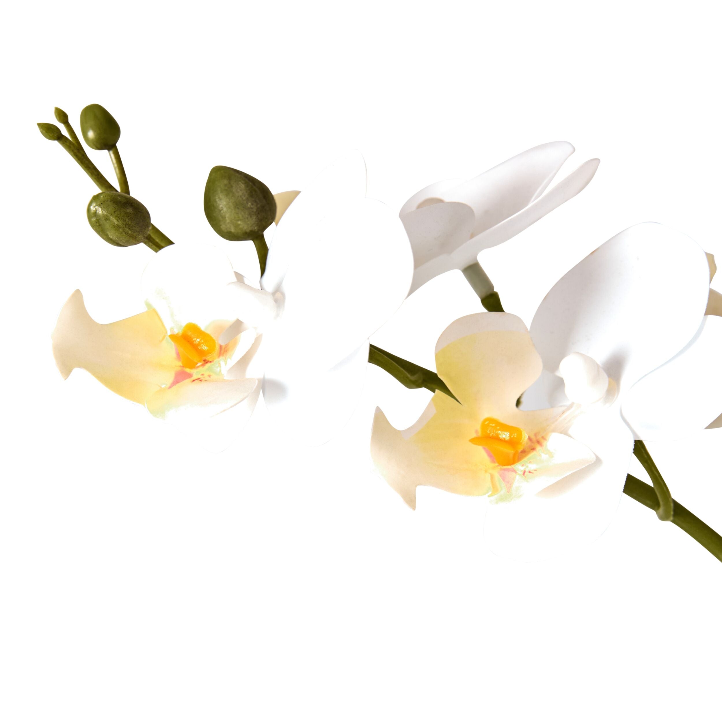 Floriana White Orchid Cutting Vase