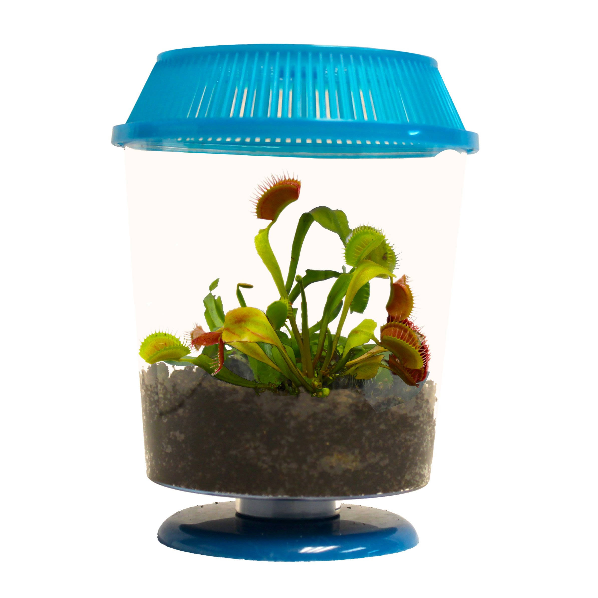 adult Venus Flytrap in 4.5