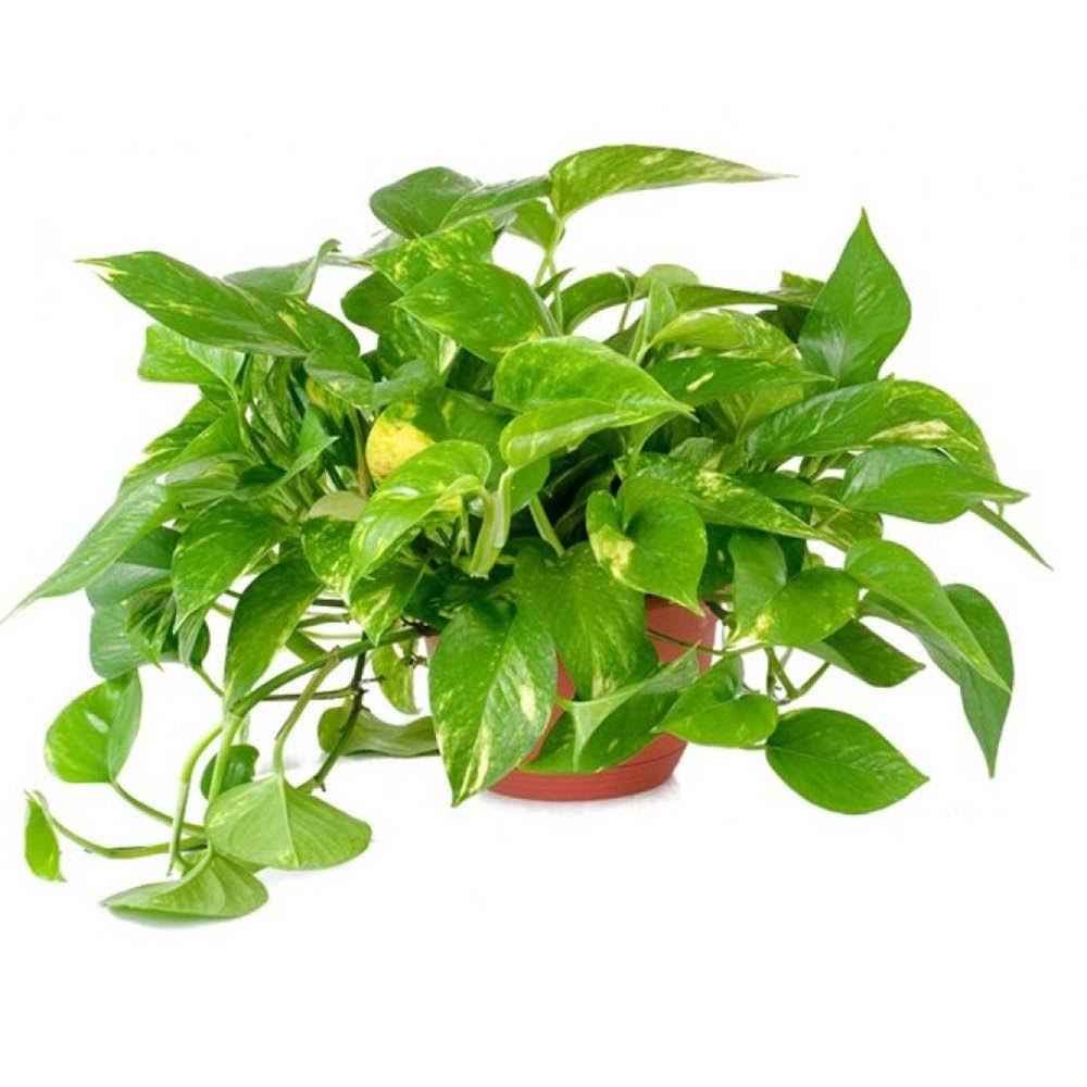 American Plant Exchange Golden Pothos Indoor/Outdoor Air Purifier Live Plant 6