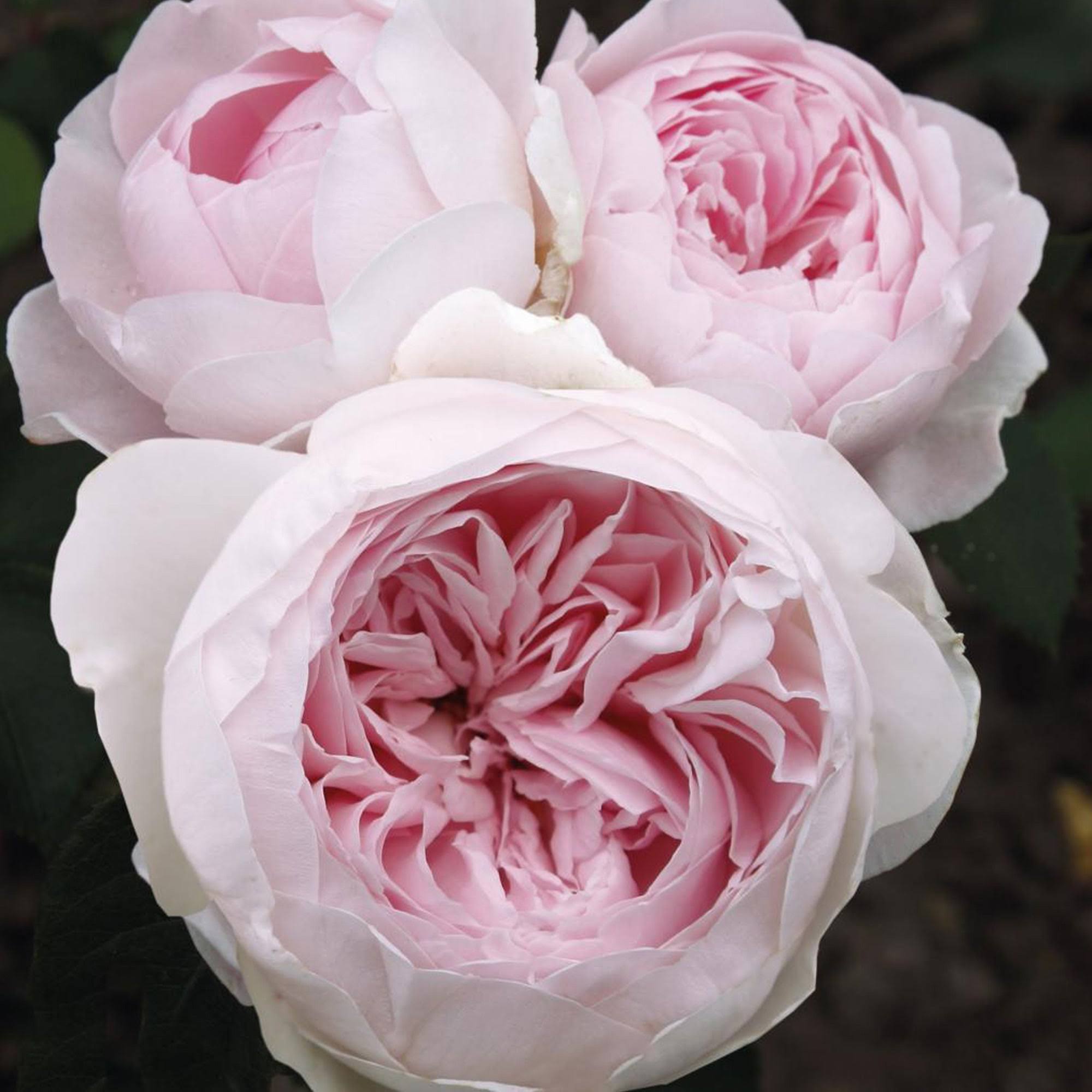 Plum Perfect Rose Plant Potted | Sunbelt Shrub Fragrant Purple Flowers