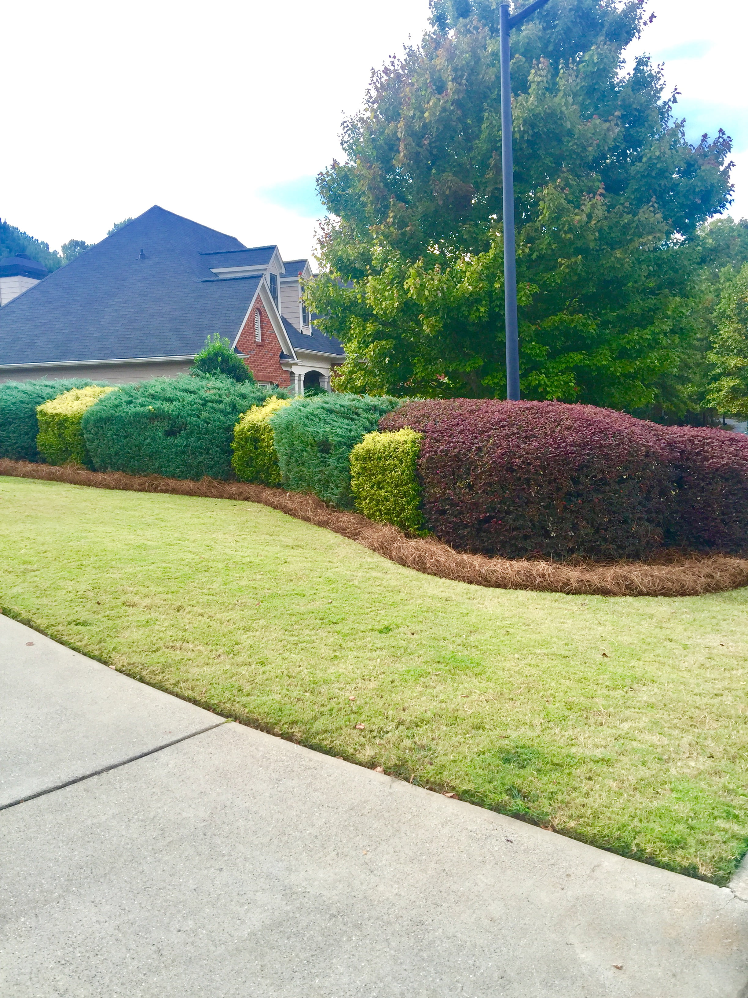 Premium Long Needle | Pine Straw Mulch | 300 Sqft Image 6