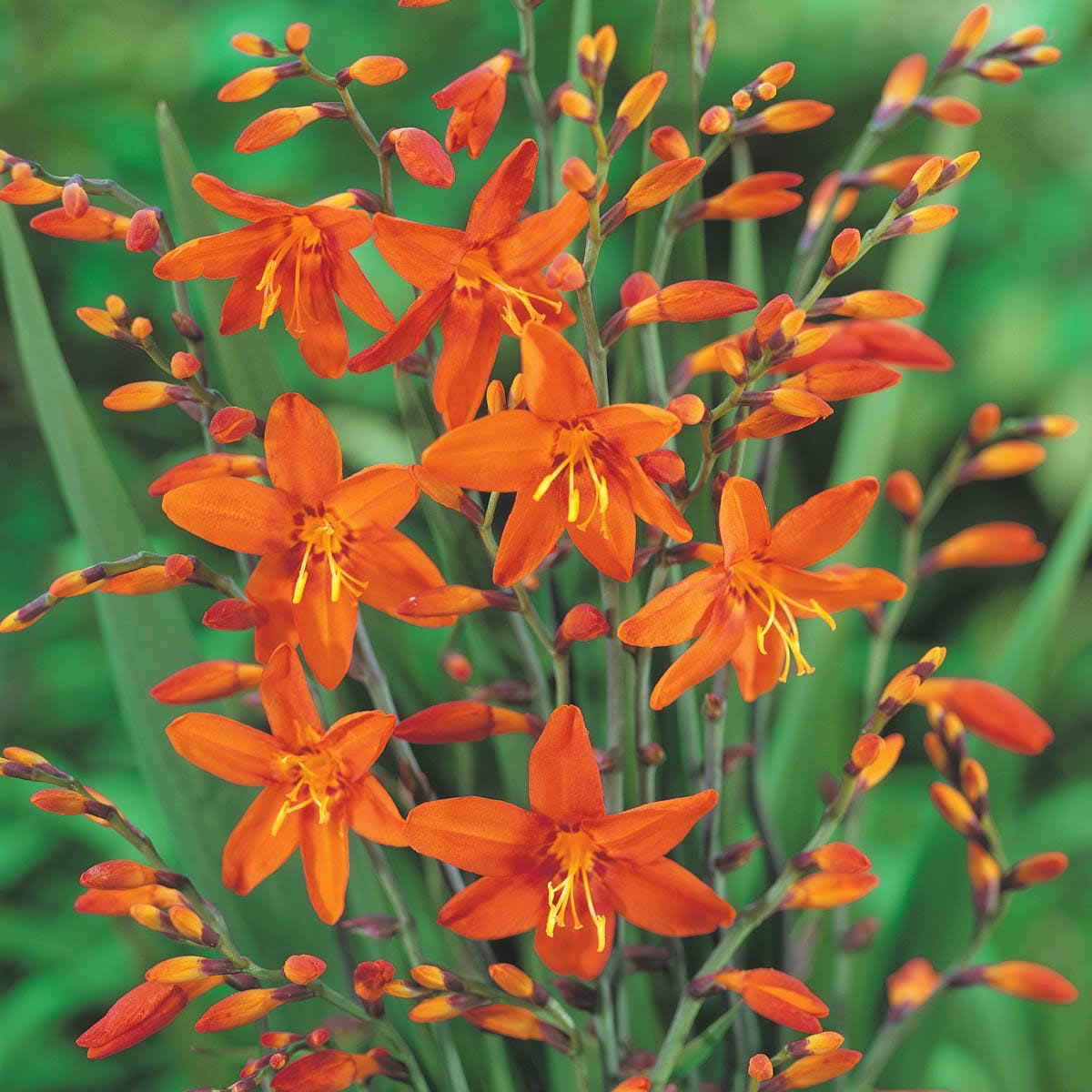 Crocosmia Masoniorum Summer Flowering Bulb Mixture (25-Pack)