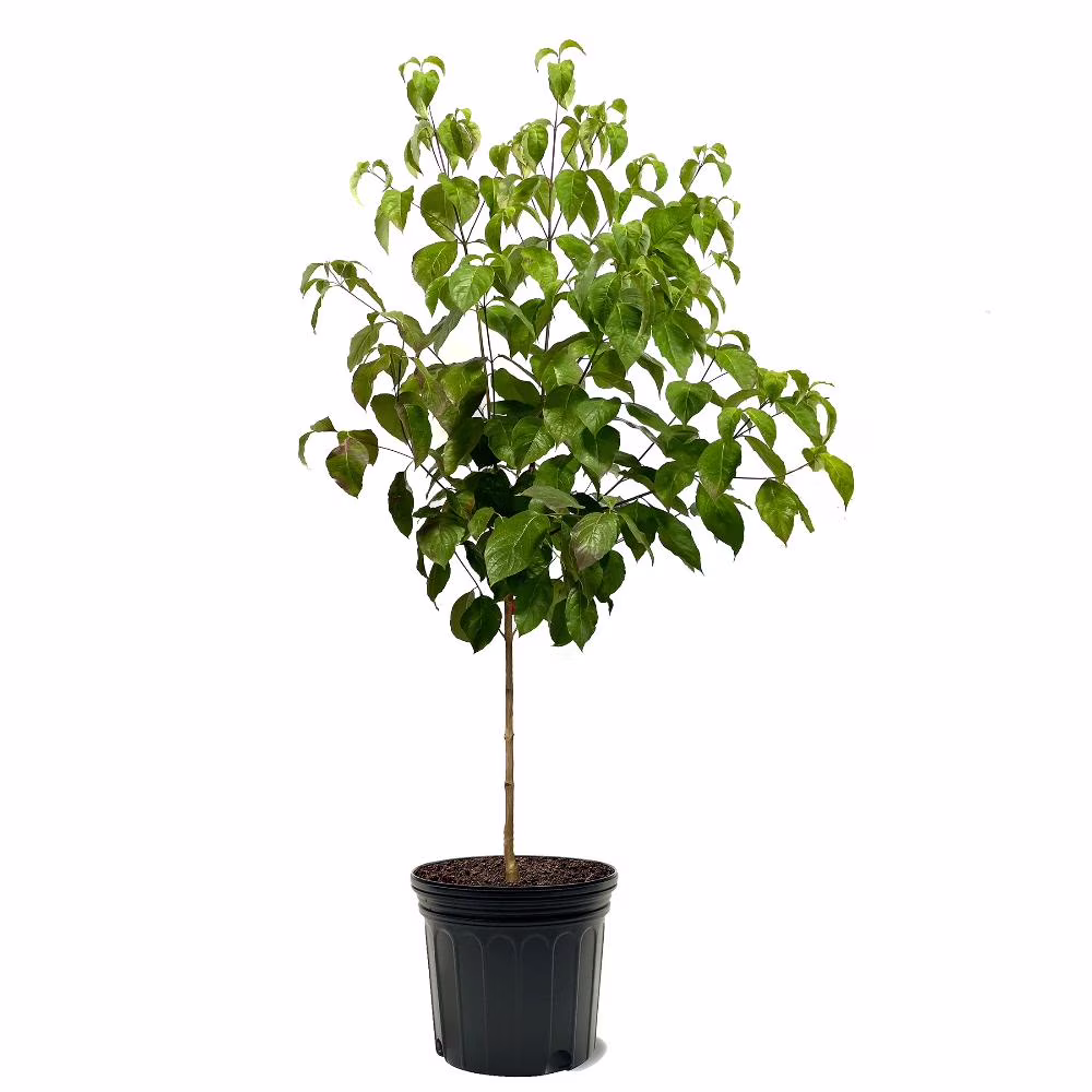 Expert Gardener 3-4 ft. tall Cherokee Chief Dogwood Live Tree in 7-Gallon Grower Pot