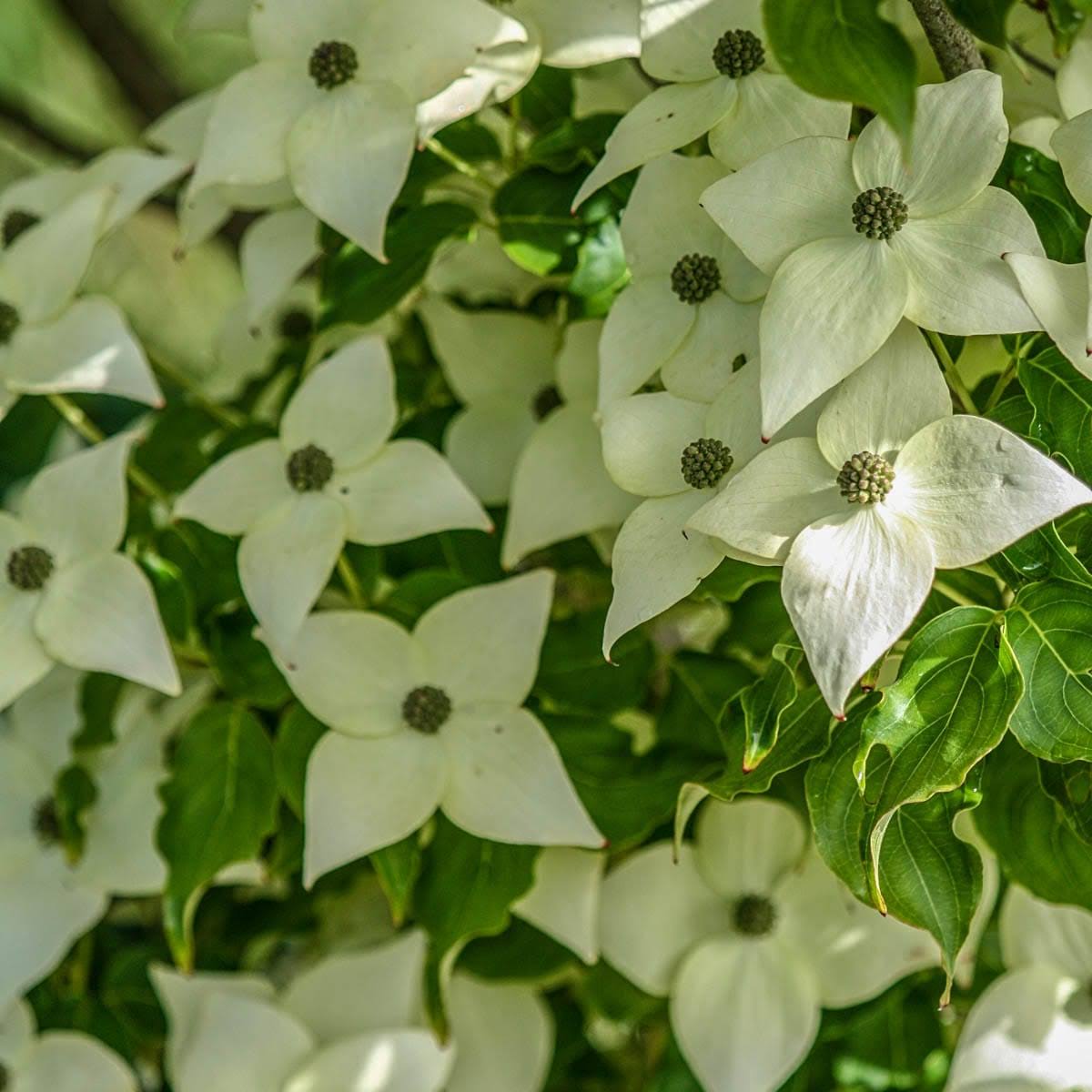 White Flowering Dogwood (Cornus) Live Bareroot Tree