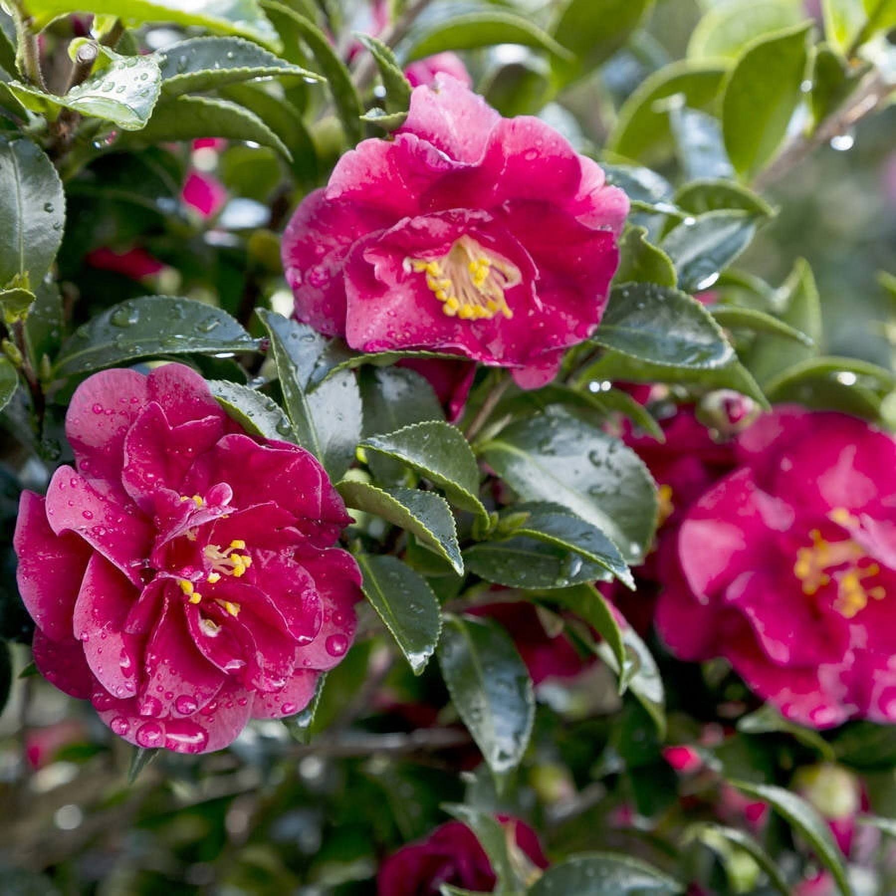 Southern Living Plants October Magic Ruby Camellia 2.5 qt, Red