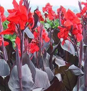 Beautiful Red Flowering T. Black Canna Lily Fresh Top Size Rhizome/Bulb/Plant