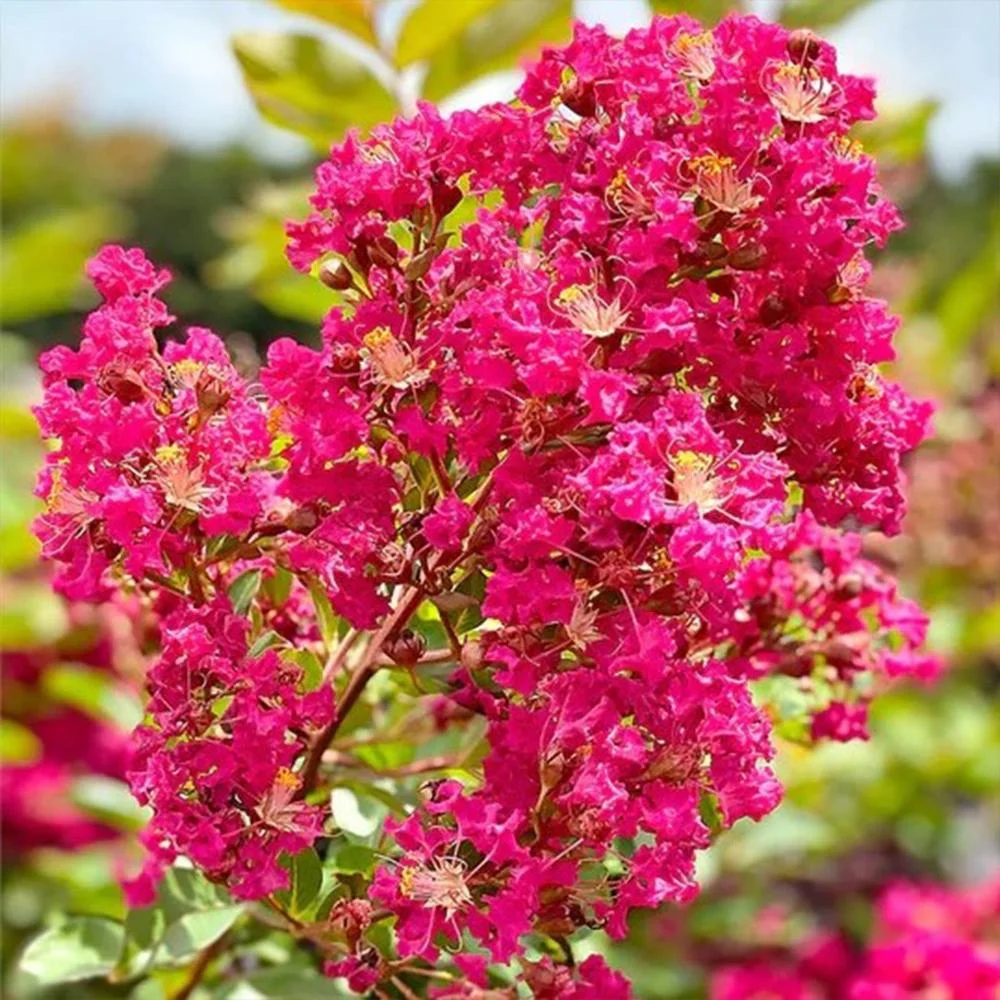 Expert Gardener 3-4 ft. tall Tonto Crape Myrtle Live Tree in 7-Gallon Grower Pot